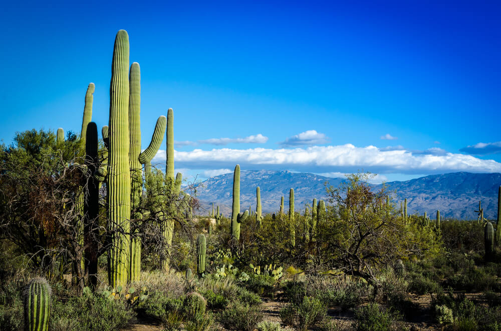 SuperShuttle Tucson, AZ