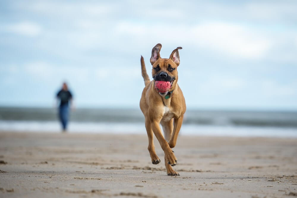 Dog Beach in Long Beach