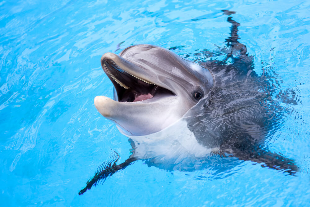 dolphin in SeaWorld San Antonio