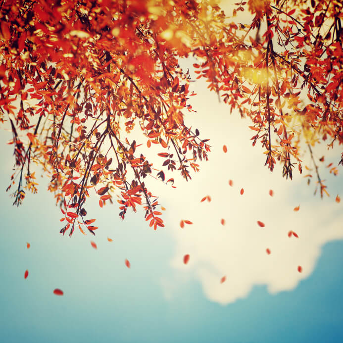 Beautiful vintage autumn background